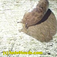 /home//u458753944/public_html/sourcegallery//Insects and small critters/slugs snails leaches (Gastropoda and Annelida)/P5250532.JPG